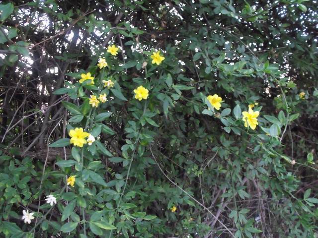 Jasminum mesnyi cv (Oleaceae)